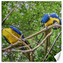 South American Couple Of Parrots Canvas 20  x 20  