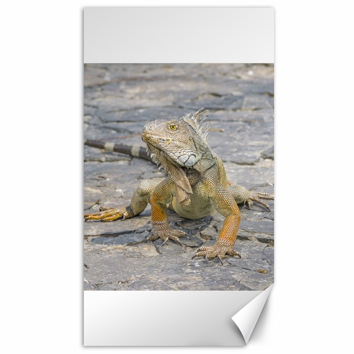 Young Iguana Canvas 40  x 72  