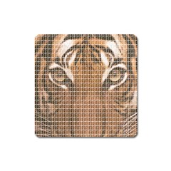 Tiger Tiger Square Magnet by cocksoupart