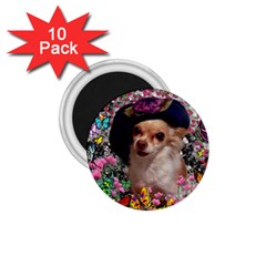 Chi Chi In Butterflies, Chihuahua Dog In Cute Hat 1 75  Magnets (10 Pack)  by DianeClancy