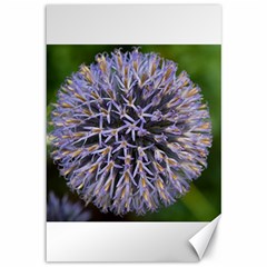 Globe Mallow Flower Canvas 12  X 18   by MichaelMoriartyPhotography