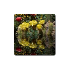 Cactus Flowers With Reflection Pool Square Magnet by MichaelMoriartyPhotography