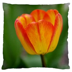 Orange Tulip Large Flano Cushion Case (two Sides) by PhotoThisxyz