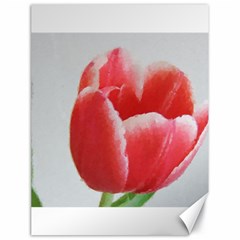 Red Tulip Watercolor Painting Canvas 18  X 24   by picsaspassion