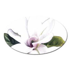 White Magnolia Pencil Drawing Art Oval Magnet by picsaspassion