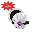 Magnolia Wit Aquarel painting art 1.75  Magnets (10 pack)  Front