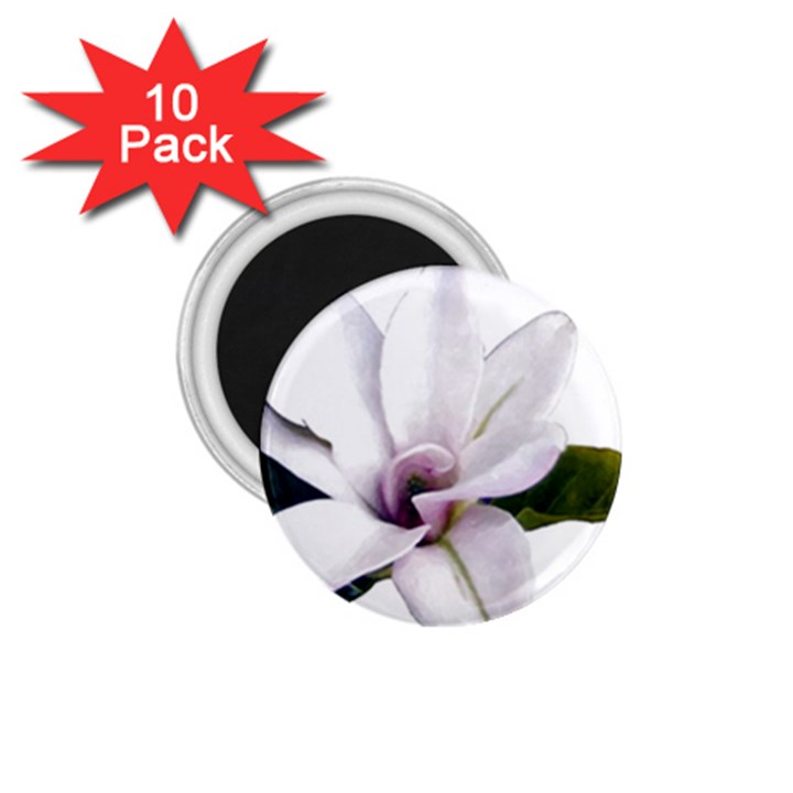 Magnolia Wit Aquarel painting art 1.75  Magnets (10 pack) 