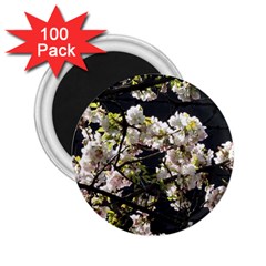 Japanese Cherry Blossom 2 25  Magnets (100 Pack)  by picsaspassion