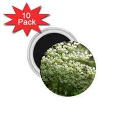 White Summer Flowers 1 75  Magnets (10 Pack)  by picsaspassion