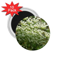 White Summer Flowers 2 25  Magnets (10 Pack)  by picsaspassion