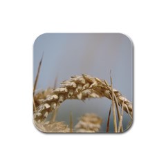 Cornfield Rubber Square Coaster (4 Pack)  by picsaspassion