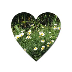 Wild Daisy Summer Flowers Heart Magnet