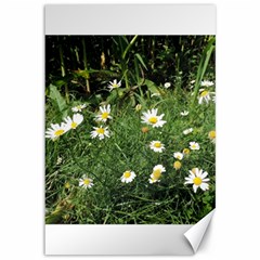 Wild Daisy Summer Flowers Canvas 12  X 18   by picsaspassion