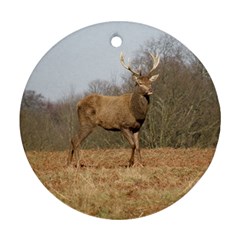 Red Deer Stag On A Hill Ornament (round)  by GiftsbyNature