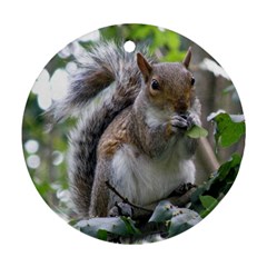 Gray Squirrel Eating Sycamore Seed Ornament (round)  by GiftsbyNature