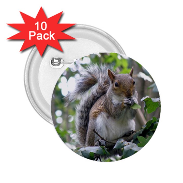 Gray Squirrel Eating Sycamore Seed 2.25  Buttons (10 pack) 