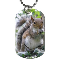 Gray Squirrel Eating Sycamore Seed Dog Tag (one Side) by GiftsbyNature