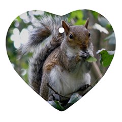 Gray Squirrel Eating Sycamore Seed Heart Ornament (2 Sides) by GiftsbyNature