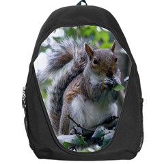 Gray Squirrel Eating Sycamore Seed Backpack Bag by GiftsbyNature