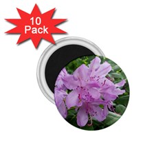 Purple Rhododendron Flower 1 75  Magnets (10 Pack)  by picsaspassion