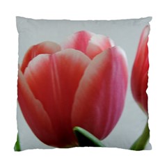 Red - White Tulip Flower Standard Cushion Case (two Sides) by picsaspassion