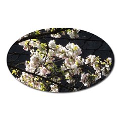 Blooming Japanese Cherry Flowers Oval Magnet by picsaspassion