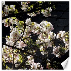 Blooming Japanese Cherry Flowers Canvas 12  X 12   by picsaspassion