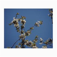 White Cherry Flowers And Blue Sky Small Glasses Cloth