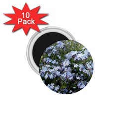 Little Blue Forget-me-not Flowers 1 75  Magnets (10 Pack)  by picsaspassion