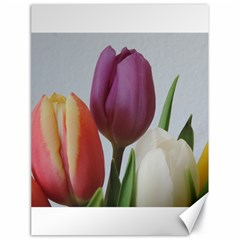 Tulip Spring Flowers Canvas 18  X 24   by picsaspassion