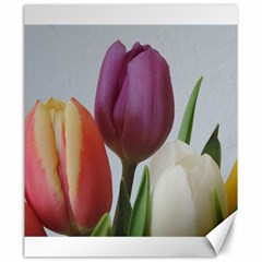 Tulip Spring Flowers Canvas 20  X 24   by picsaspassion