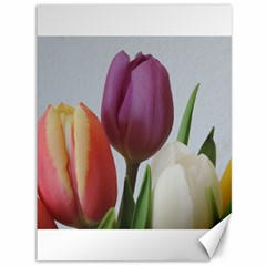 Tulip Spring Flowers Canvas 36  X 48   by picsaspassion