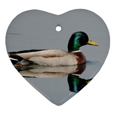 Wild Duck Swimming In Lake Heart Ornament (2 Sides) by picsaspassion