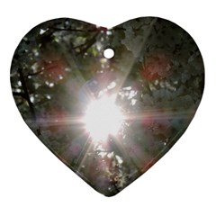 Sun Rays Through White Cherry Blossoms Ornament (heart)  by picsaspassion