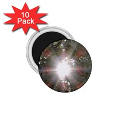 Sun Rays Through White Cherry Blossoms 1 75  Magnets (10 Pack)  by picsaspassion