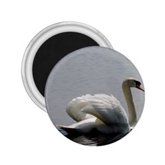 Swimming White Swan 2 25  Magnets by picsaspassion
