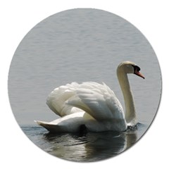 Swimming White Swan Magnet 5  (round) by picsaspassion