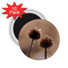 2  Verwelkte Kugeldistel 2 25  Magnets (10 Pack)  by wsfcow