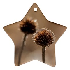 Withered Globe Thistle In Autumn Macro Ornament (star)  by wsfcow