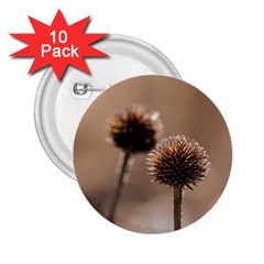 Withered Globe Thistle In Autumn Macro 2 25  Buttons (10 Pack)  by wsfcow