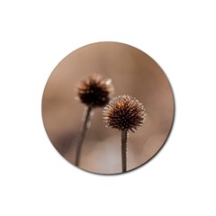 Withered Globe Thistle In Autumn Macro Rubber Coaster (round)  by wsfcow