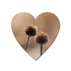 Withered Globe Thistle In Autumn Macro Heart Magnet by wsfcow