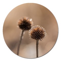 Withered Globe Thistle In Autumn Macro Magnet 5  (round)