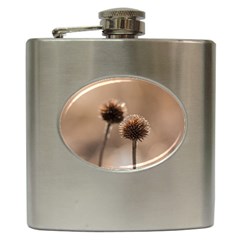 Withered Globe Thistle In Autumn Macro Hip Flask (6 Oz)
