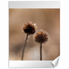 Withered Globe Thistle In Autumn Macro Canvas 18  X 24   by wsfcow