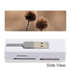 Withered Globe Thistle In Autumn Macro Memory Card Reader (stick)  by wsfcow