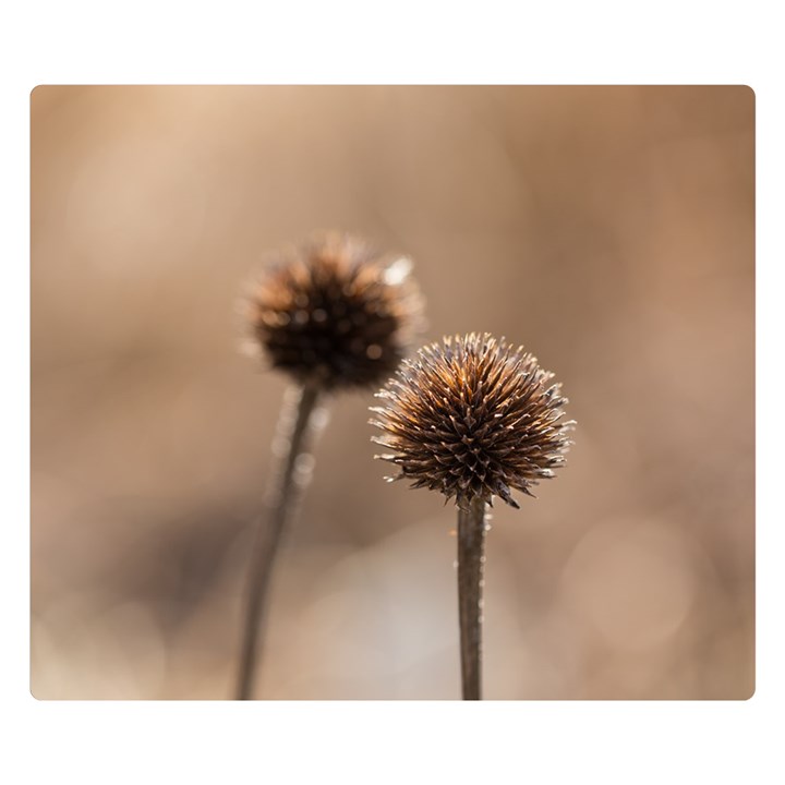 Withered Globe Thistle In Autumn Macro Double Sided Flano Blanket (Small) 