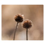 Withered Globe Thistle In Autumn Macro Double Sided Flano Blanket (Small)  50 x40  Blanket Back