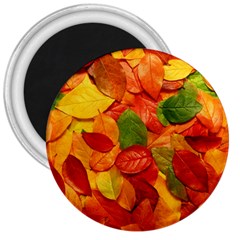 Colorful Fall Leaves 3  Magnets