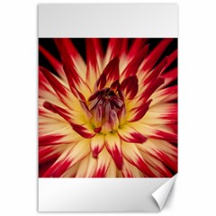 Bloom Blossom Close Up Flora Canvas 24  X 36  by Amaryn4rt